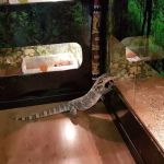 Reptile Hunters