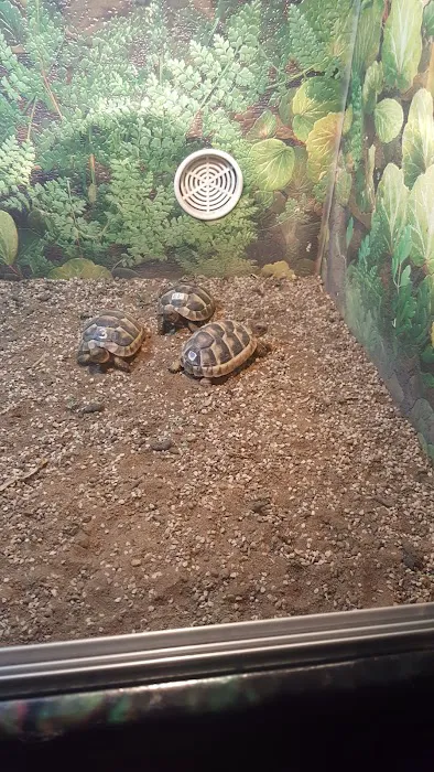 Reptile Hunters Picture 8