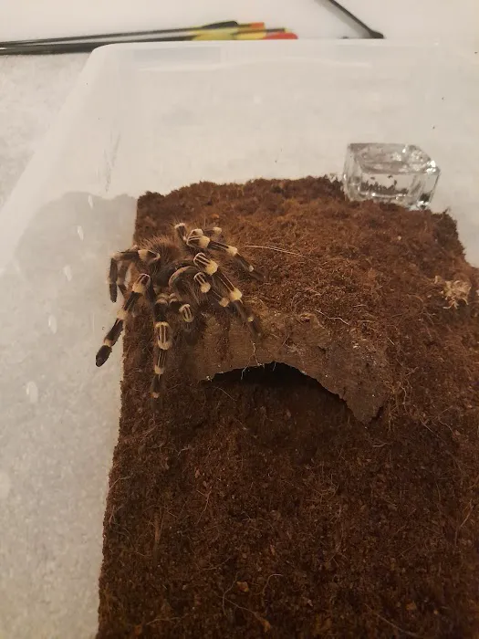 Reptile Hunters Picture 9