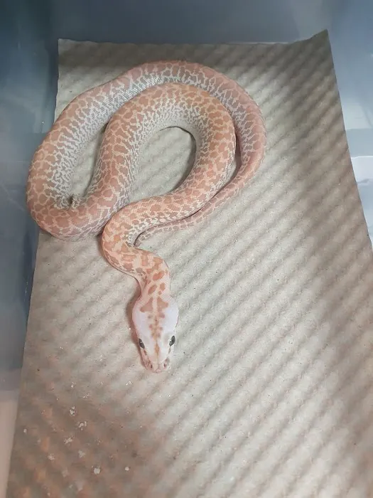 Reptile Hunters Picture 7