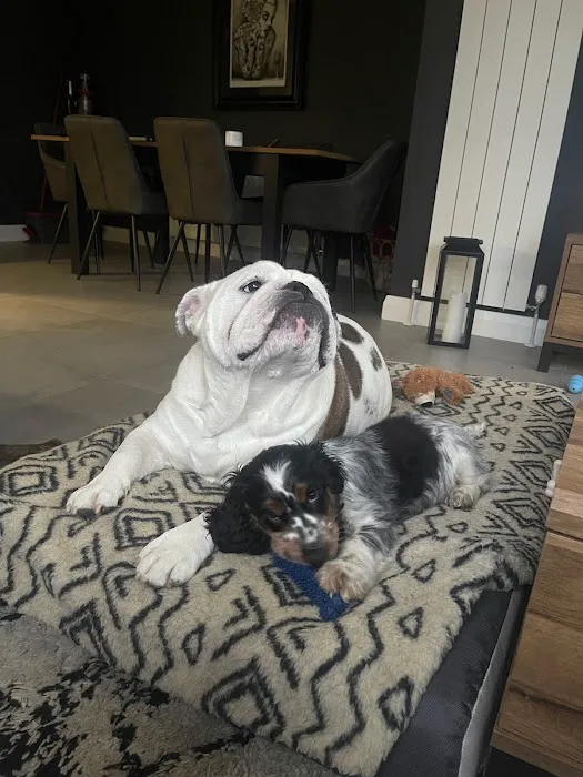 Posh Pets Picture 10