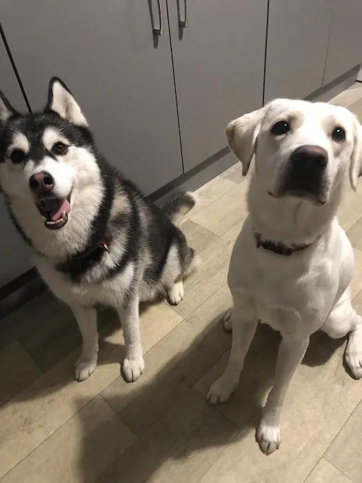 JOEY CHUM RAW PET FOOD Picture 2