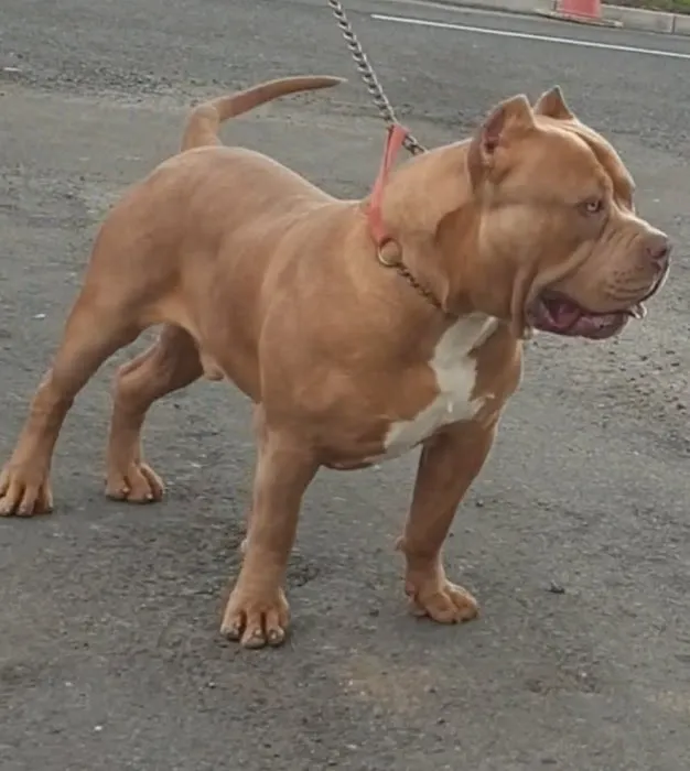 JOEY CHUM RAW PET FOOD Picture 3