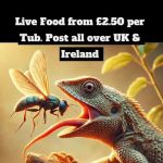 Reptile Shop