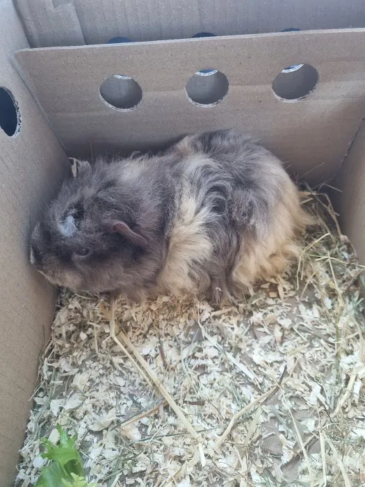 Pets at Home Belfast Picture 7