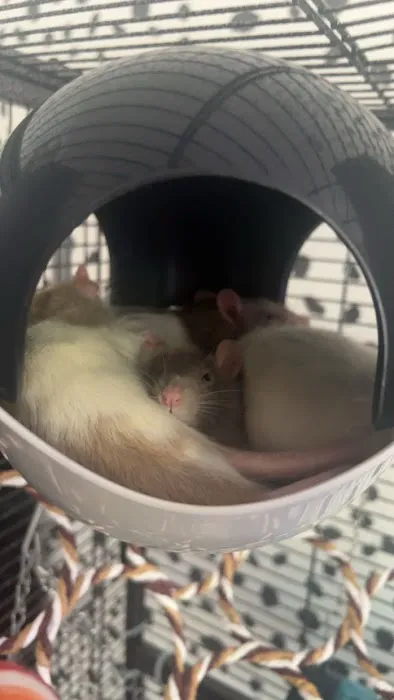 Jollyes - The Pet People Belfast Boucher Road Picture 9