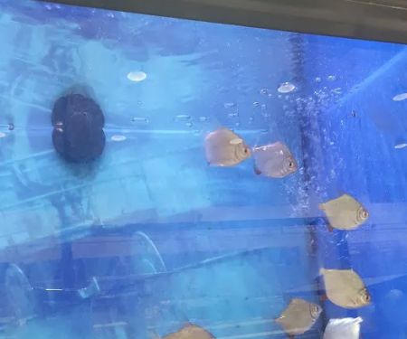 Jollyes - The Pet People Belfast