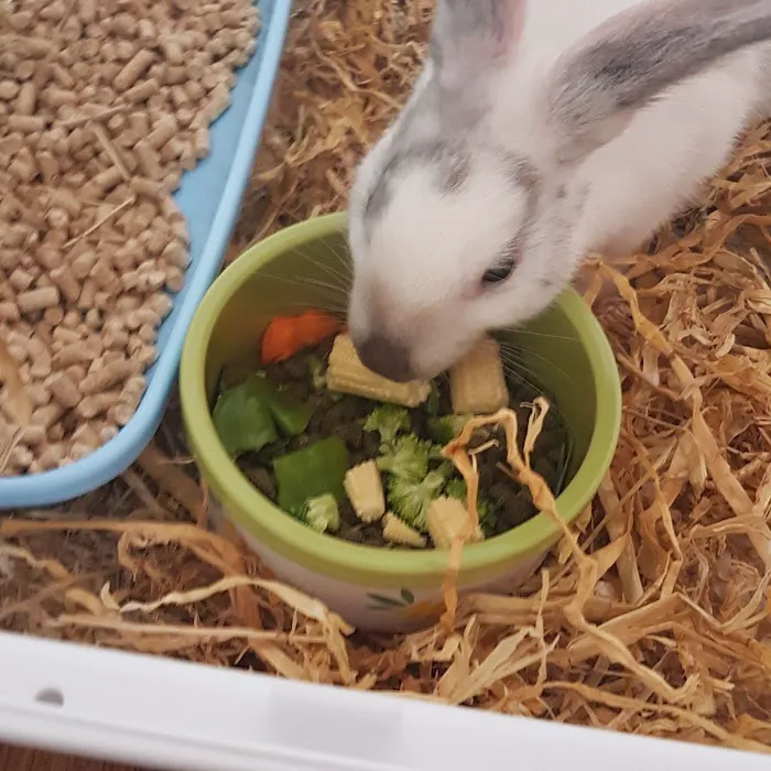 Pets at Home Newtownabbey Picture 5