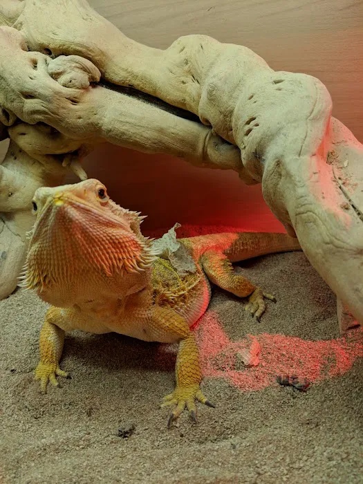 Pets at Home Newtownabbey Picture 6