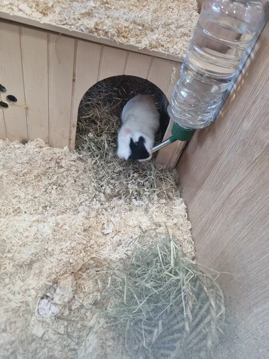 Pets at Home Newtownabbey Picture 9