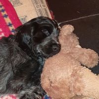 Wicstun Veterinary Group ico