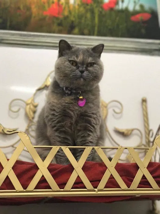 Aristocat Hotel Cattery Picture 2