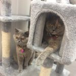 Aristocat Hotel Cattery