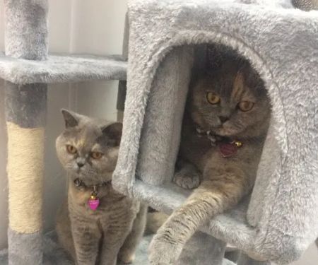 Aristocat Hotel Cattery