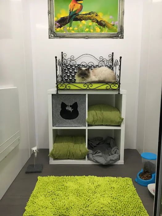 Aristocat Hotel Cattery Picture 7