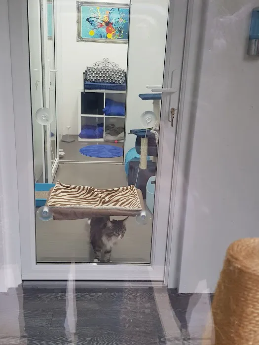 Aristocat Hotel Cattery Picture 9