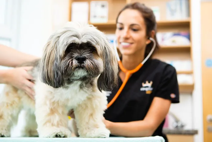 Kingston Veterinary Group Picture 4
