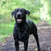 Vets for Pets - Hull Anlaby ico