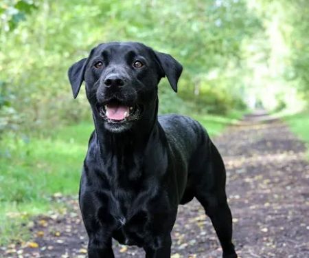 Vets for Pets - Hull Anlaby