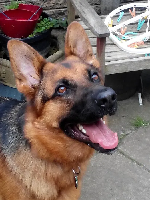 Vets for Pets - Hull Anlaby Picture 9