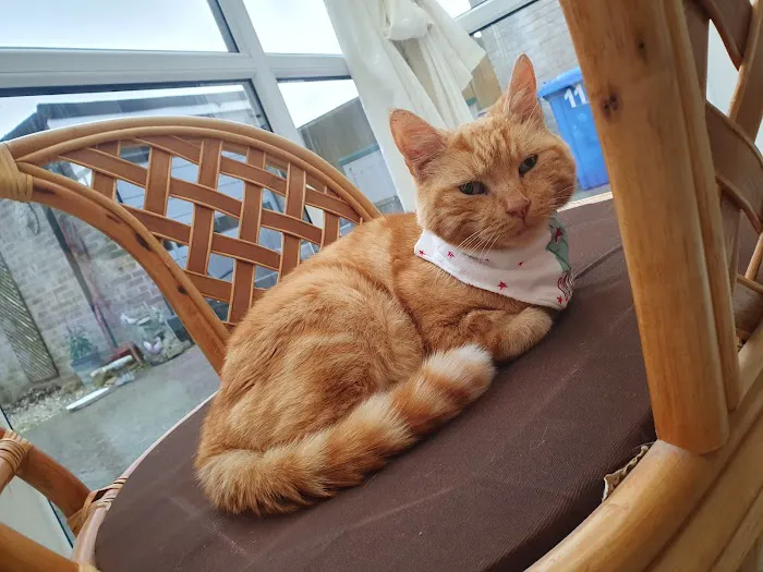 Vets for Pets - Hull Anlaby Picture 7