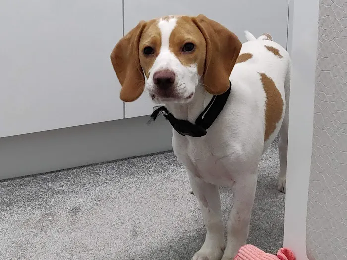 Vets for Pets - Hull Anlaby Picture 10
