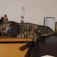 Peel Veterinary Clinic ico