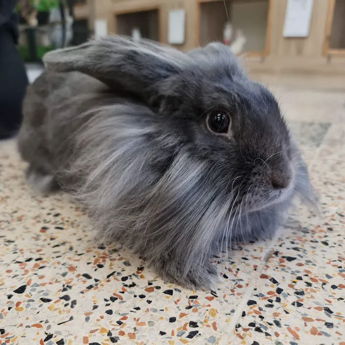 Raz's Ark Picture 10