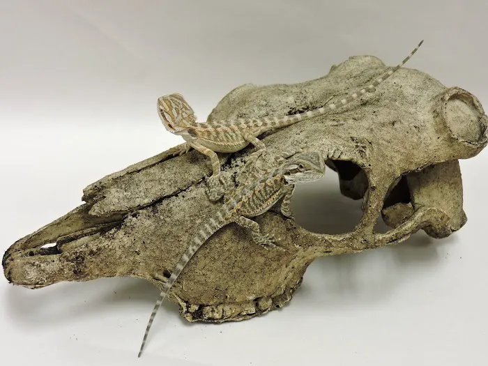 Bretts Pets Picture 5