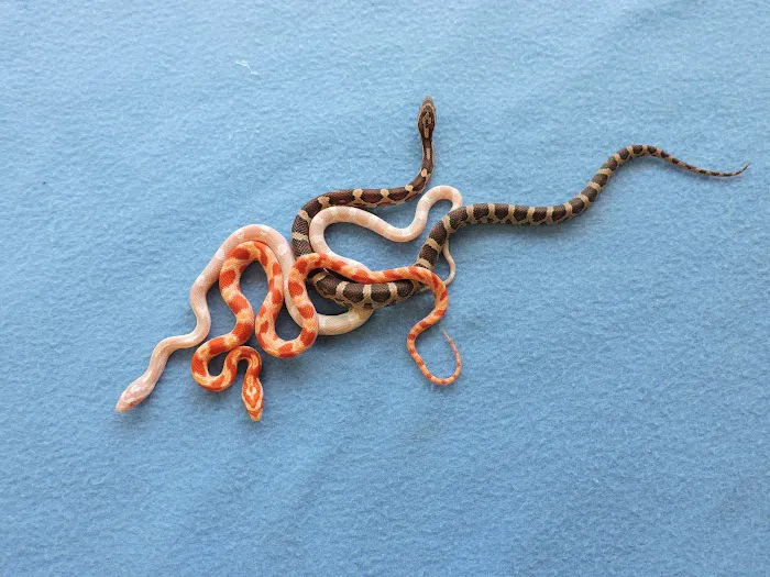 Bretts Pets Picture 10