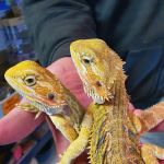 R & A Reptile & Pet Supplies