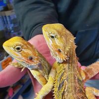 R & A Reptile & Pet Supplies ico