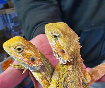 R & A Reptile & Pet Supplies