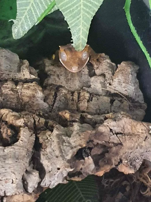 R & A Reptile & Pet Supplies Picture 5