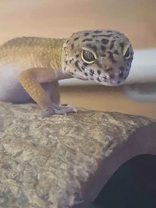 R & A Reptile & Pet Supplies Picture 4