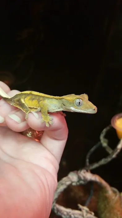 R & A Reptile & Pet Supplies Picture 6