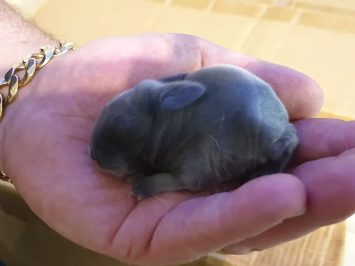 R & A Reptile & Pet Supplies Picture 9