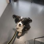 Hoghton Village Vet