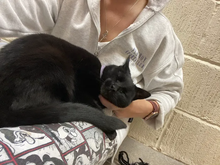 Bannister Hall Cattery Picture 1