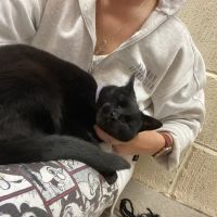 Bannister Hall Cattery ico