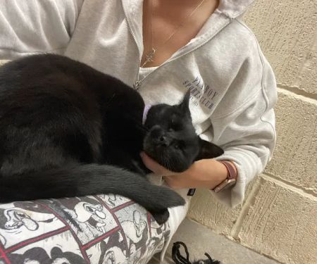 Bannister Hall Cattery