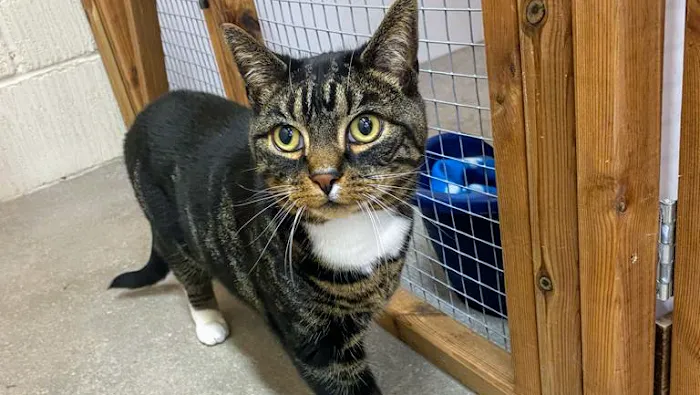 Bannister Hall Cattery Picture 3