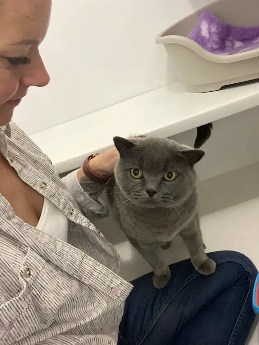Bannister Hall Cattery Picture 5