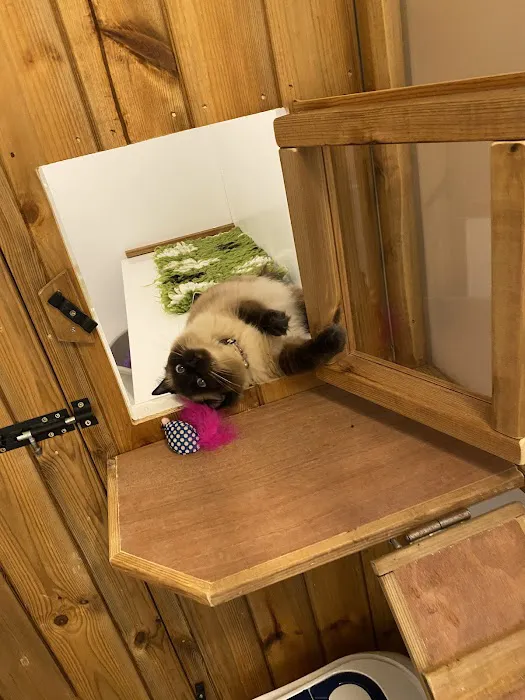 Bannister Hall Cattery Picture 6