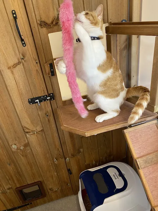 Bannister Hall Cattery Picture 9