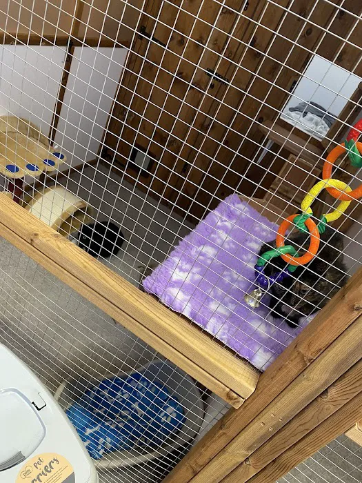 Bannister Hall Cattery Picture 8