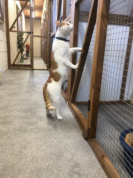 Bannister Hall Cattery Picture 10