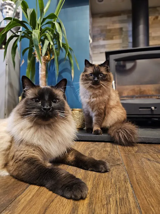 Whiskerbnb Picture 2
