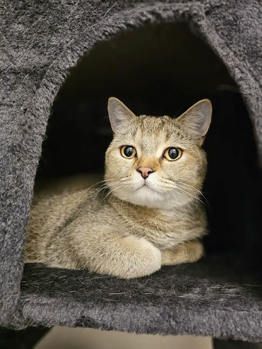 Whiskerbnb Picture 3