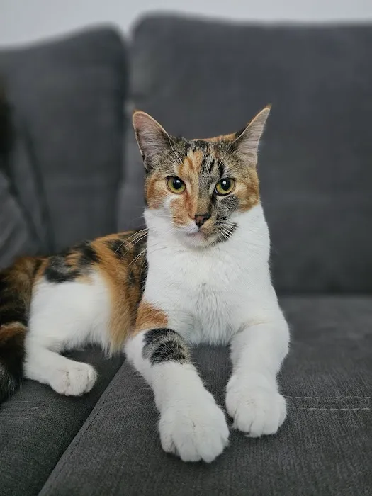 Whiskerbnb Picture 1